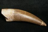 Fossil Plesiosaur Tooth - Cretaceous Reptile #8666-1